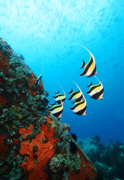魚