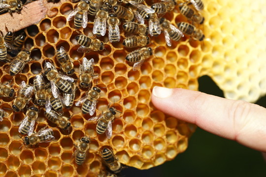 bienenwabe