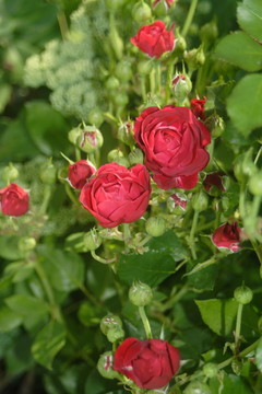 玫瑰花園