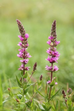 普通紫色珍珠菜（lythrum salicaria）