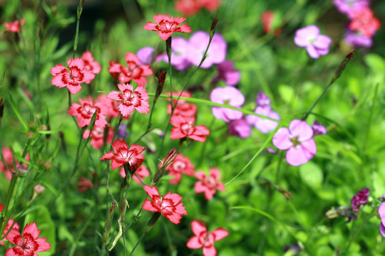 花