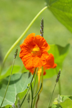 花