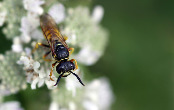 蜂箱[philanthus triangulum]