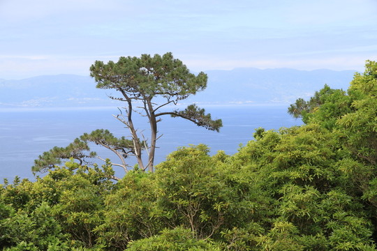 皮科 - 亞速爾群島