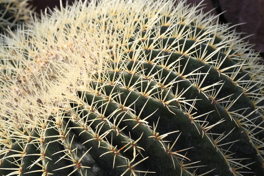 Echinocactus grusonii關(guān)閉