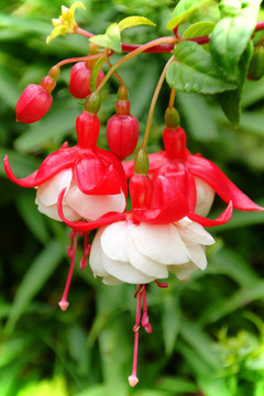 花園