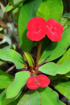 陽臺和花園的花朵