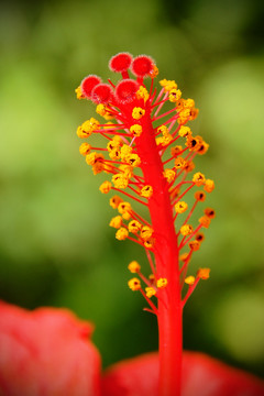 陽臺和花園的花朵