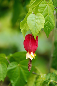 花園