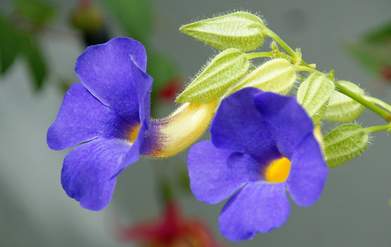 花園