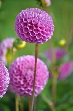 顏色，紫色，綠色，景觀，鮮花，草地，藍(lán)色，黃色