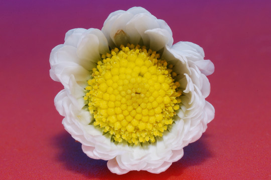 大視圖小gaenseblume