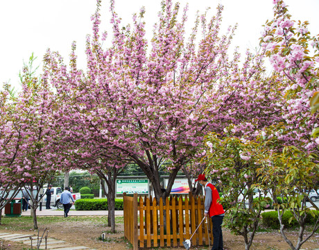 櫻花
