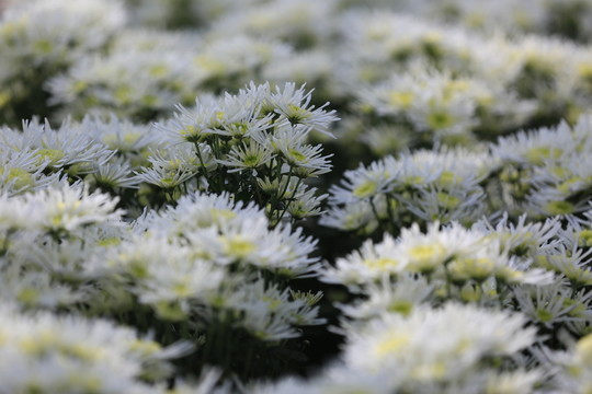 白菊花