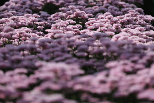 粉色菊花