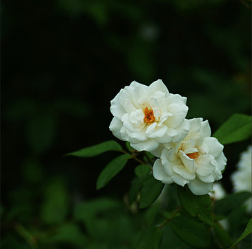 茶花