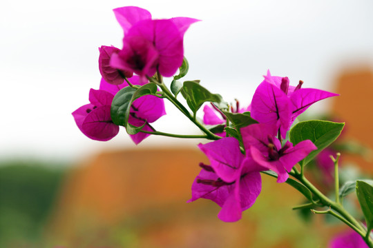 光葉子花
