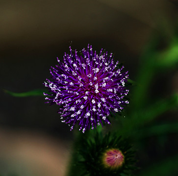 紫色野花