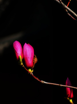 玉蘭花