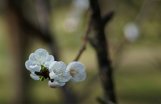 梨花