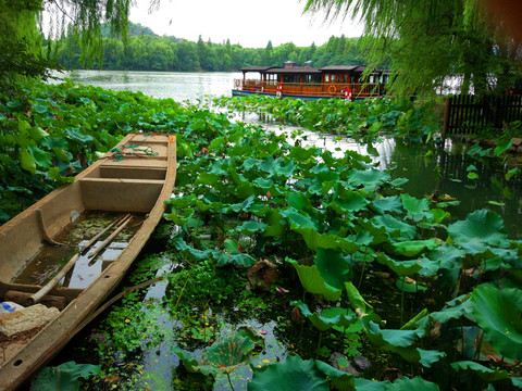 荷花池