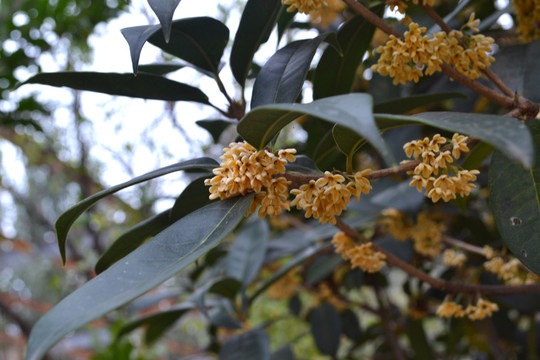 桂花枝葉 桂花