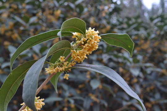 桂花枝葉 桂花