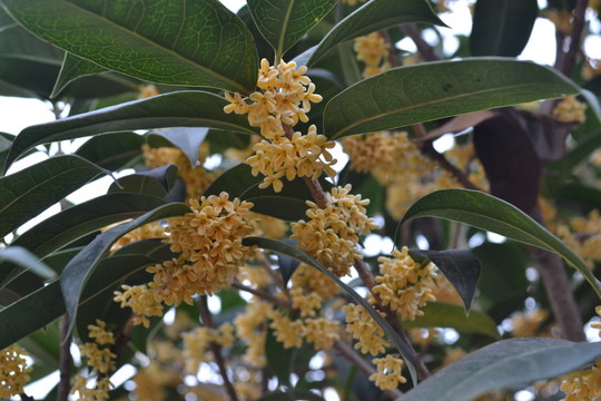 桂花 桂花圖片