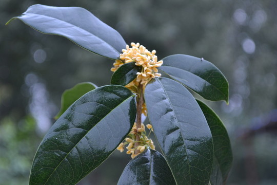 桂花 桂花圖片