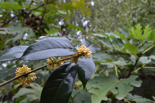 桂花