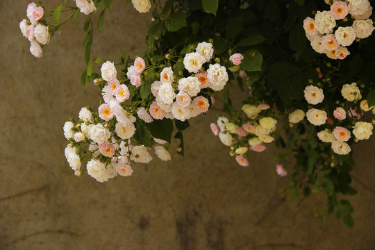 薔薇