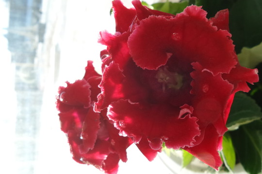 芙蓉花