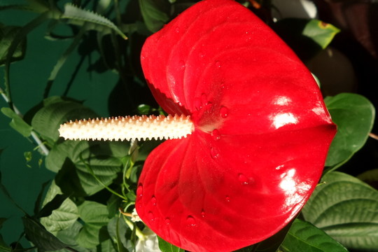 紅掌花