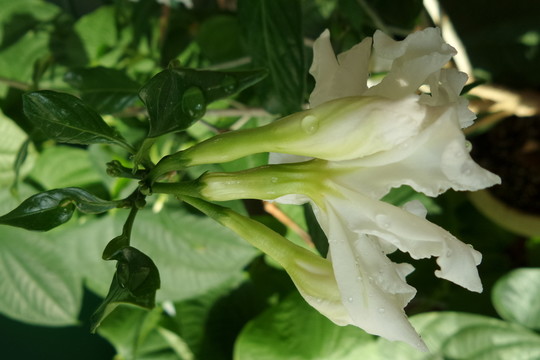 香水茉莉