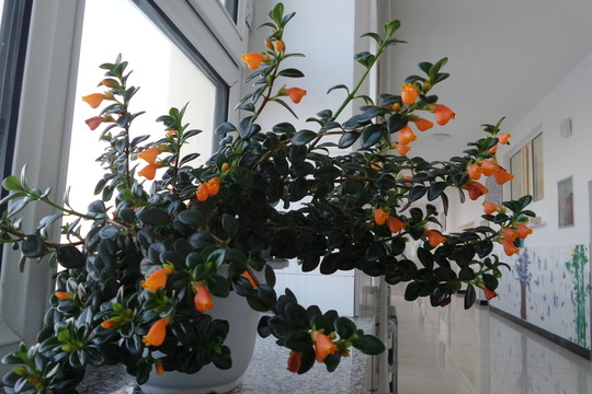魚嘴花