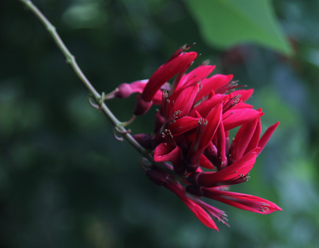 紅花團(tuán)