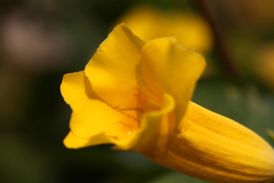 黃花風(fēng)鈴