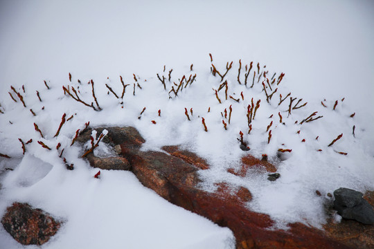 雪中美景