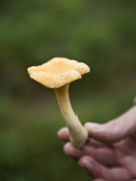 食物