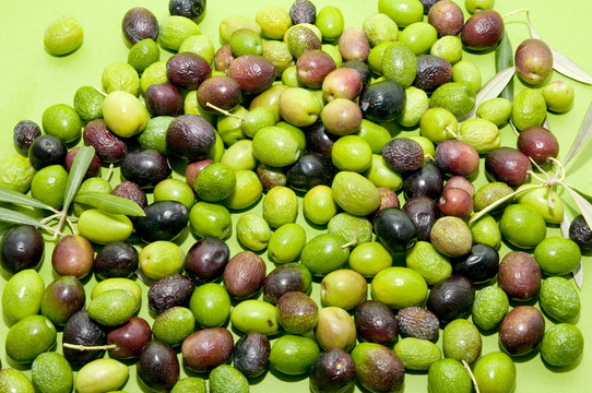 橄欖油