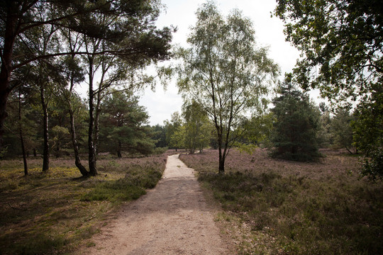 fischbeker heide  - 