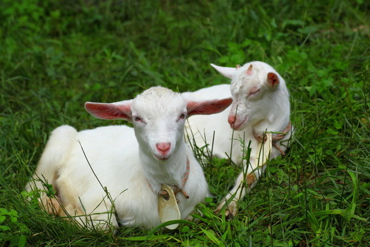 動物