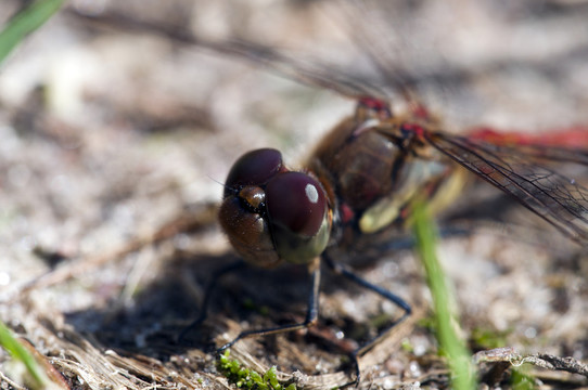 vagrant darter  -  sympetrum vulgatum