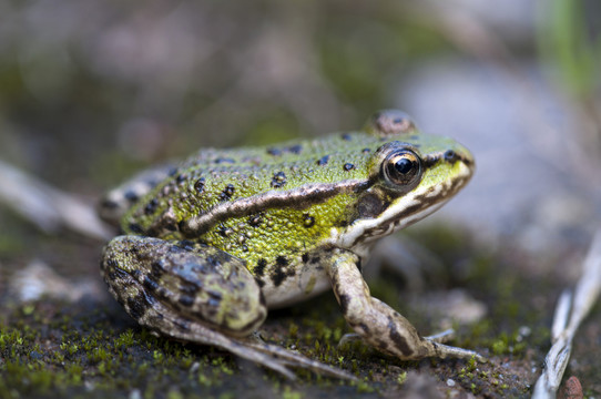 teichfrosch  -  pelophylax esculentus