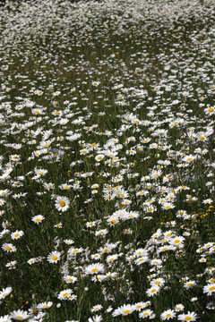 margeritenwiese