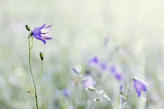哈雷貝爾（風輪草rotundifolia）