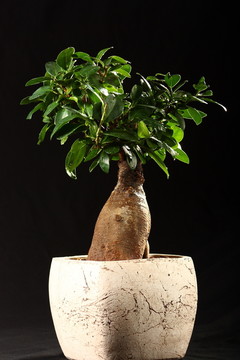 無(wú)花果