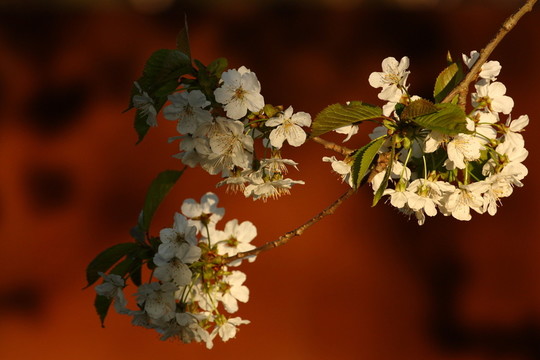果實(shí)開花