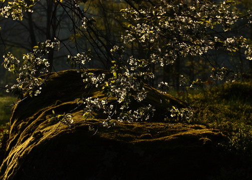 果樹開花