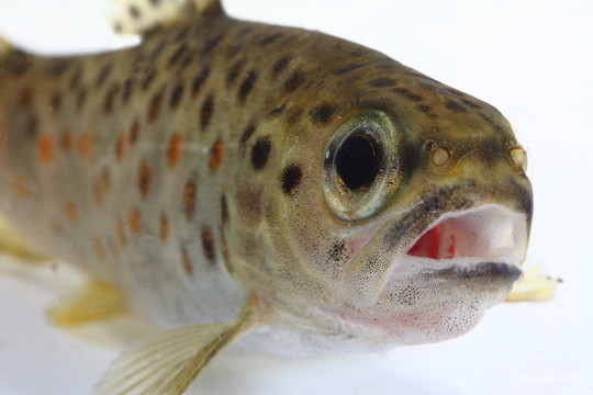 鱒魚